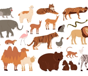 Animalele sălbatice în engleză