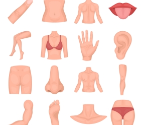 Părțile corpului în germană